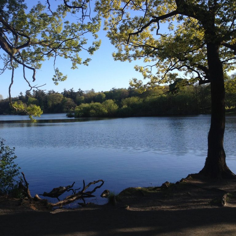 Peaceful, calm, blue-water lake surrounded by trees.