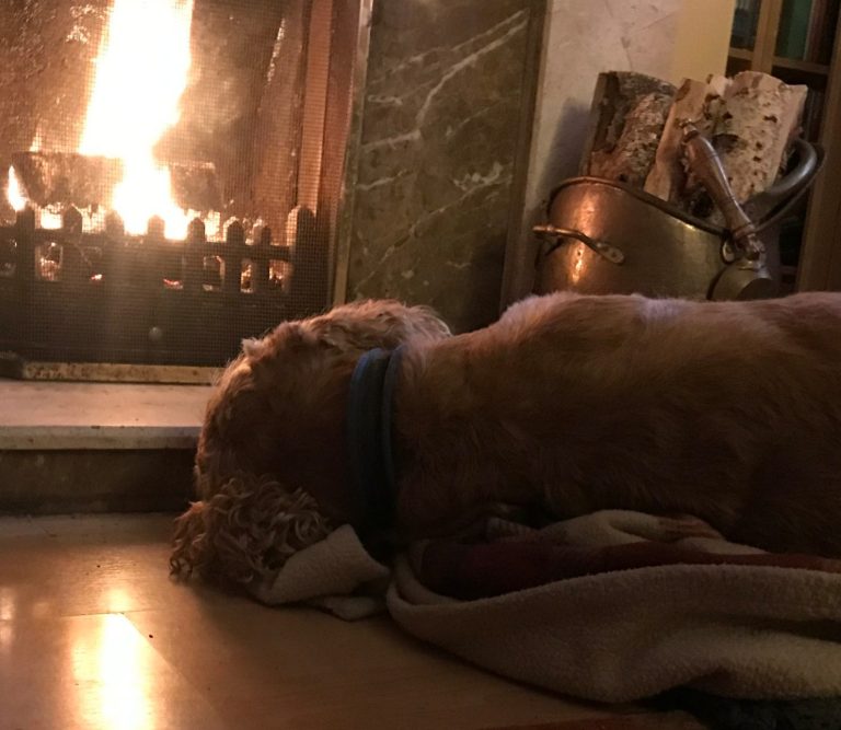 Dog sleeping peacefully on its side, beside a log fire.